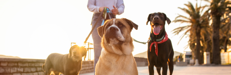 Dog-walking-Renda-Extra Veja 10 Ideias Lucrativas de Renda Extra em 2024